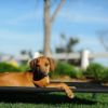 Picture of Veehoo Elevated Dog Bed, Portable Raised Pet Cot