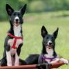 Picture of Veehoo Elevated Dog Bed, Portable Raised Pet Cot